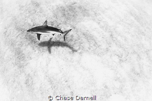 "Lunary Shark" 
Caribbean Reef Shark cruising the sand i... by Chase Darnell 